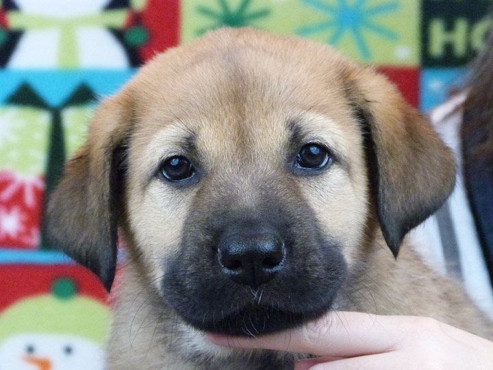 chinook puppy